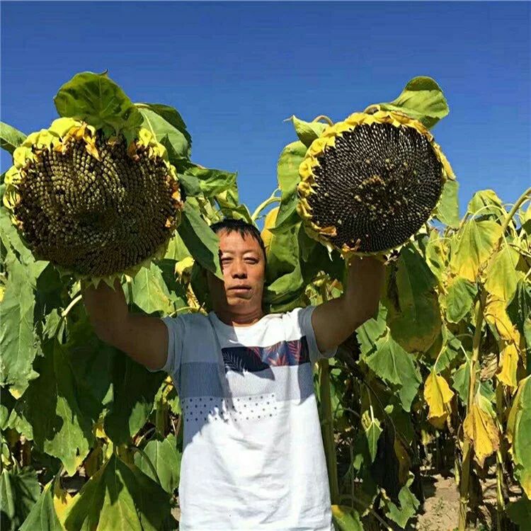  大型磨盘向日葵种子